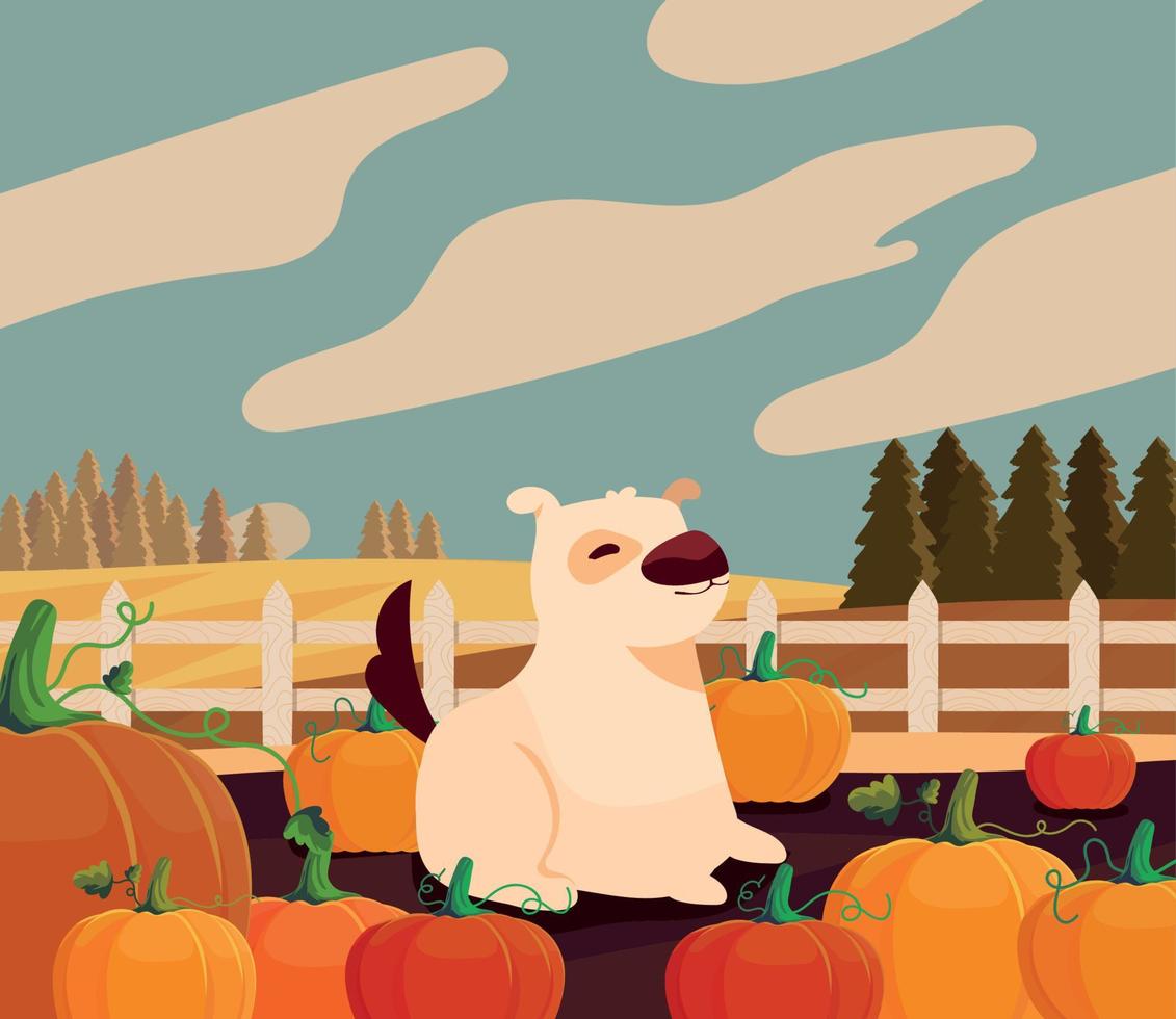 autumn pumpkins farm vector