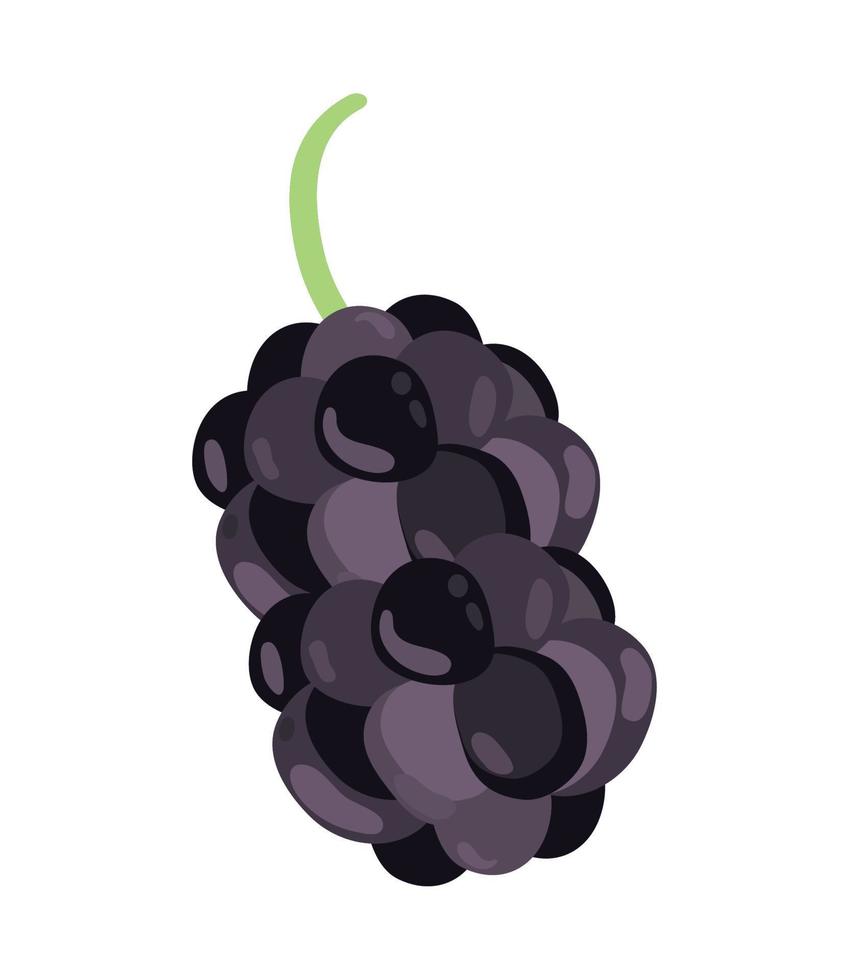 mulberry superfood fruit vector