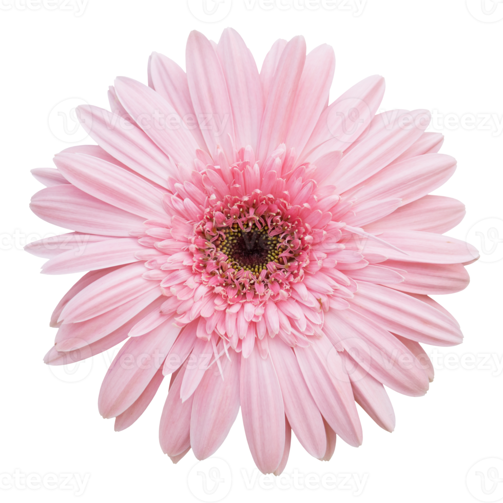 rosa gerbera blomma isolerat med klippning väg png