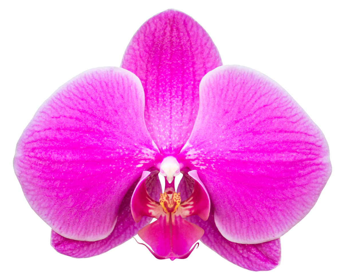 Flor de orquídea phalaenopsis rosa aislada con trazado de recorte png
