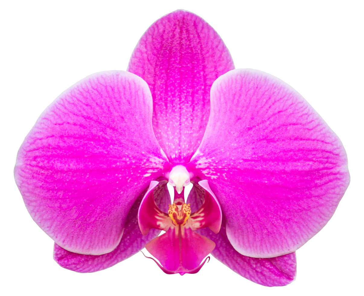 rosa phalaenopsis orkide blomma isolerat med klippning väg png