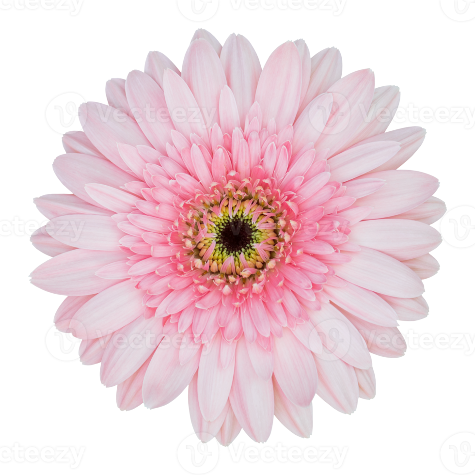 pink gerbera flower isolated with clipping path png