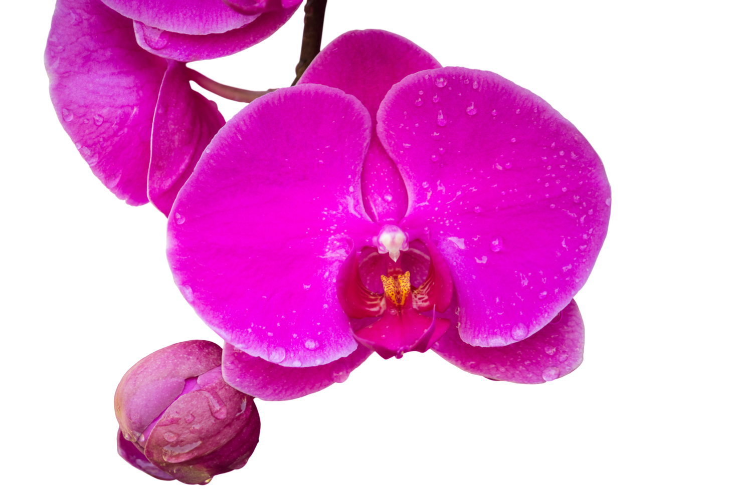 pink phalaenopsis orchid flower isolated with clipping path png