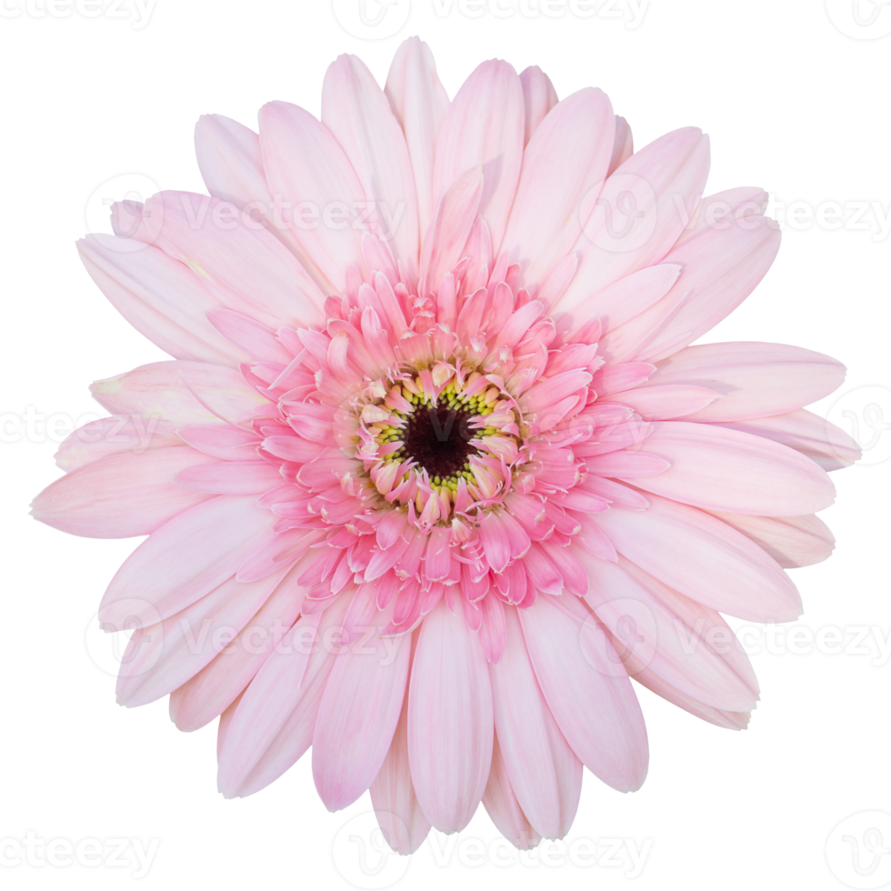 roze gerbera bloem geïsoleerd met knipsel pad png