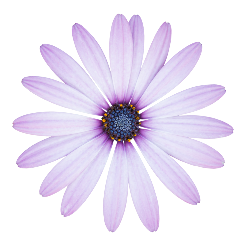 blue osteospermum daisy flower isolated with clipping path png