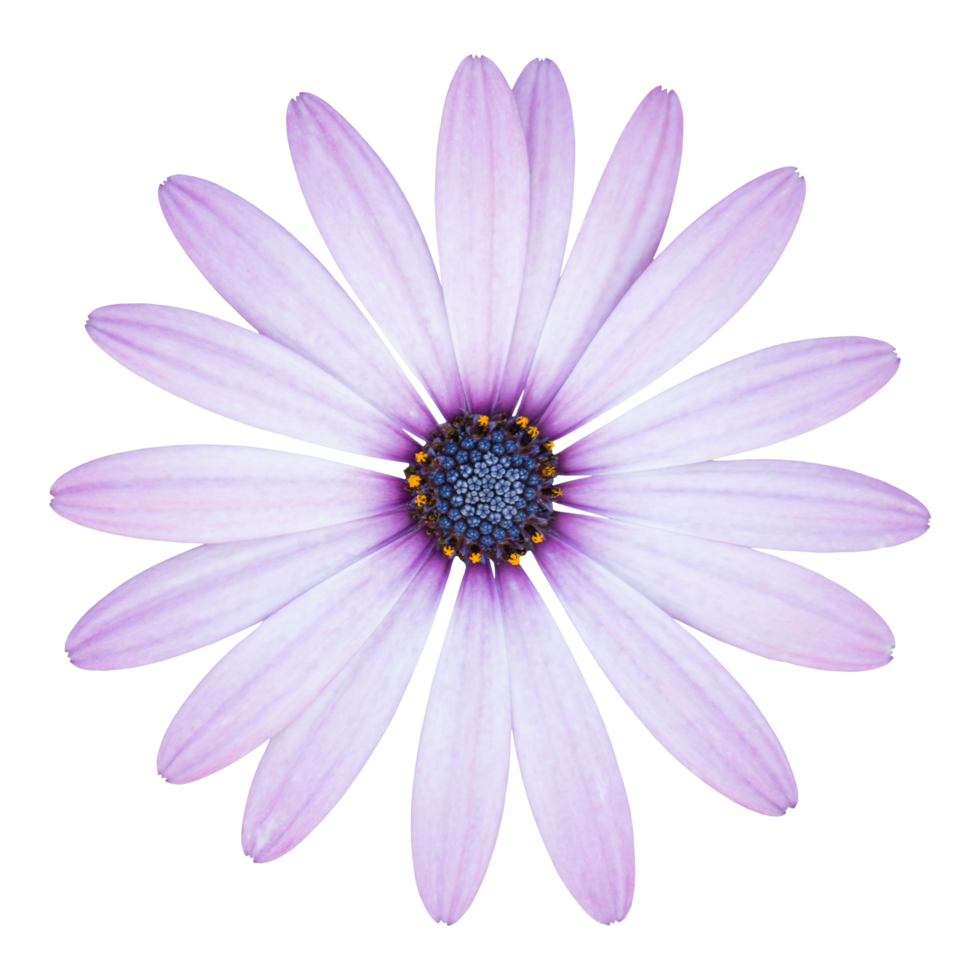 flor de margarida de osteospermum azul isolada com traçado de recorte png