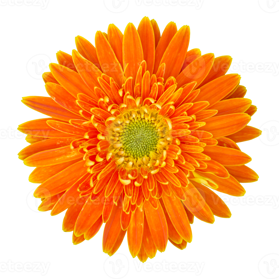 orangefarbene Gerbera-Blume mit Beschneidungspfad isoliert png