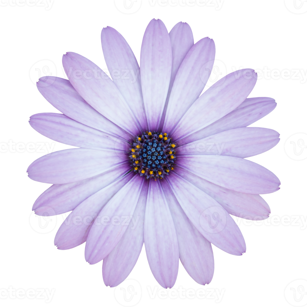 blue osteospermum daisy flower isolated with clipping path png