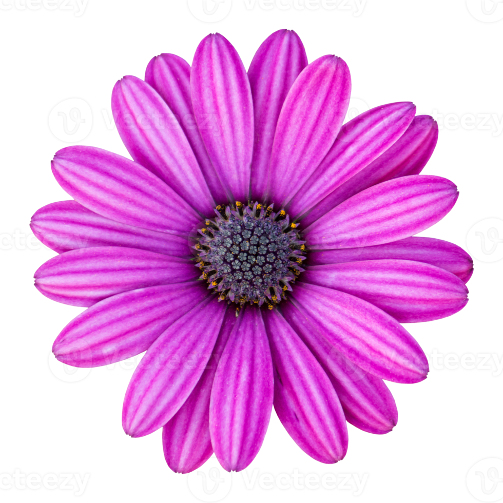 blue osteospermum daisy flower isolated with clipping path png