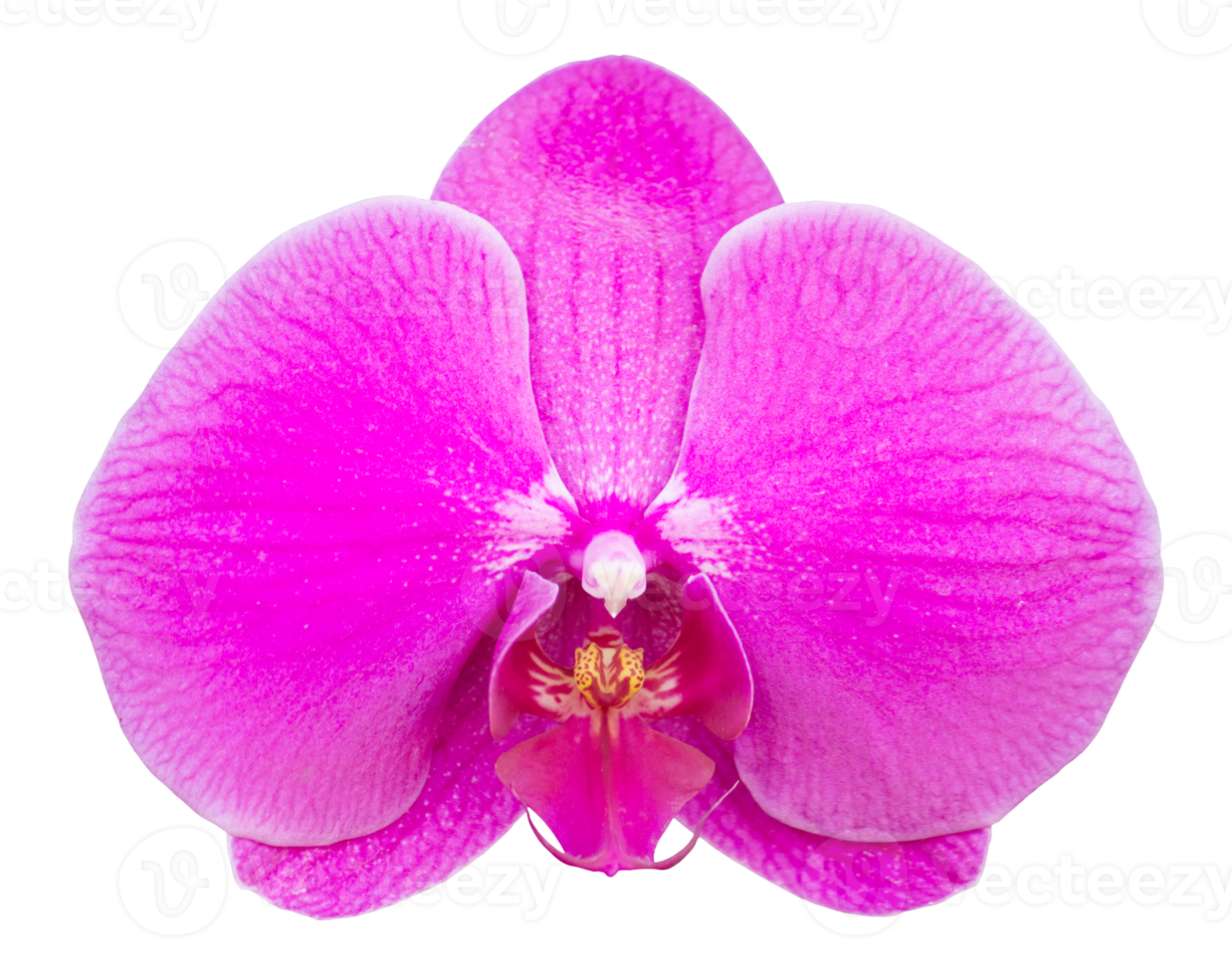 pink phalaenopsis orchid flower isolated with clipping path png