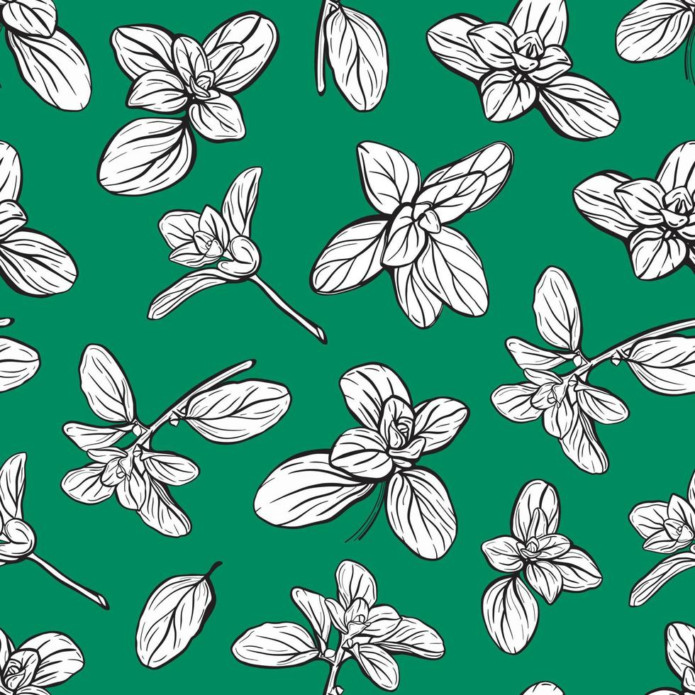 Basil Pattern. Italian herbs.A sprig of marjoram vector