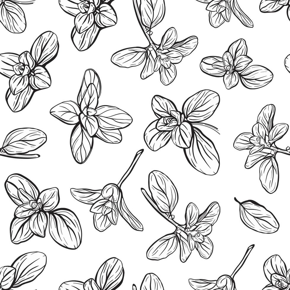 Basil Pattern. Italian herbs.A sprig of marjoram vector