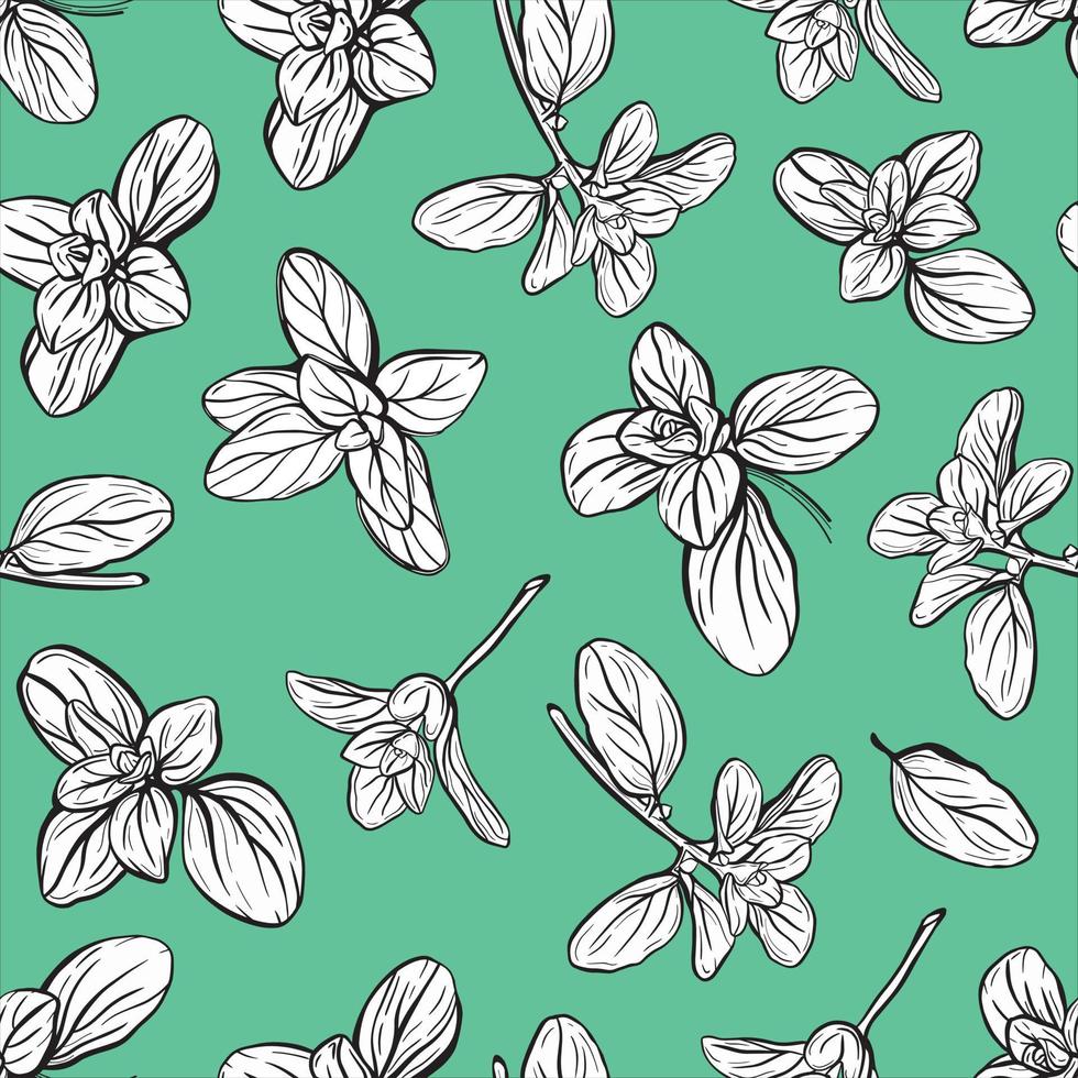 Basil Pattern. Italian herbs.A sprig of marjoram vector