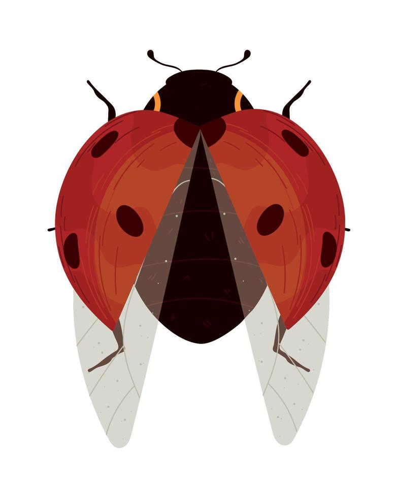 mariquita insecto animal vector