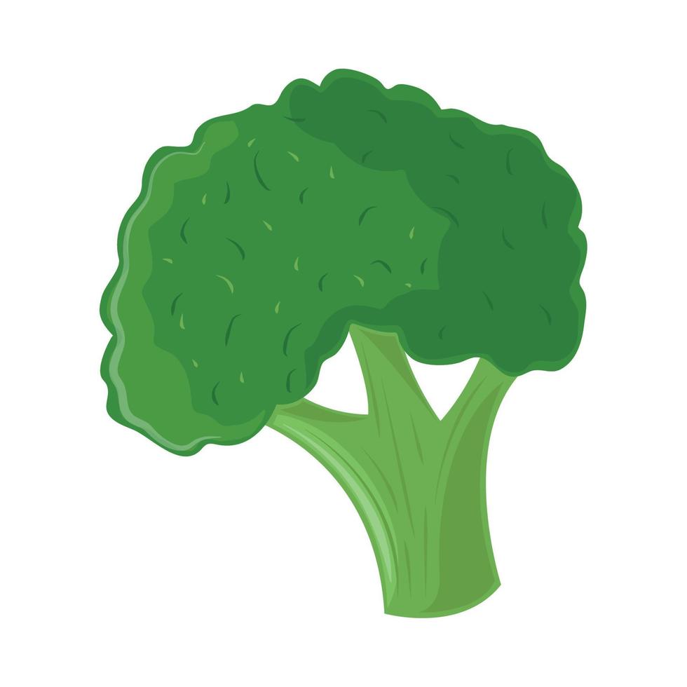 broccoli vegetable icon vector