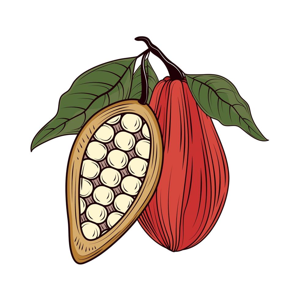cacao pod icon vector