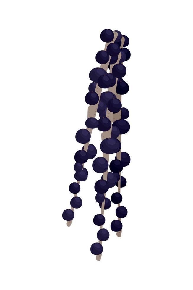 branch of acai vector