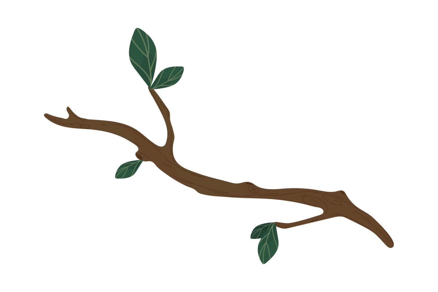 branch tree and leaves vector