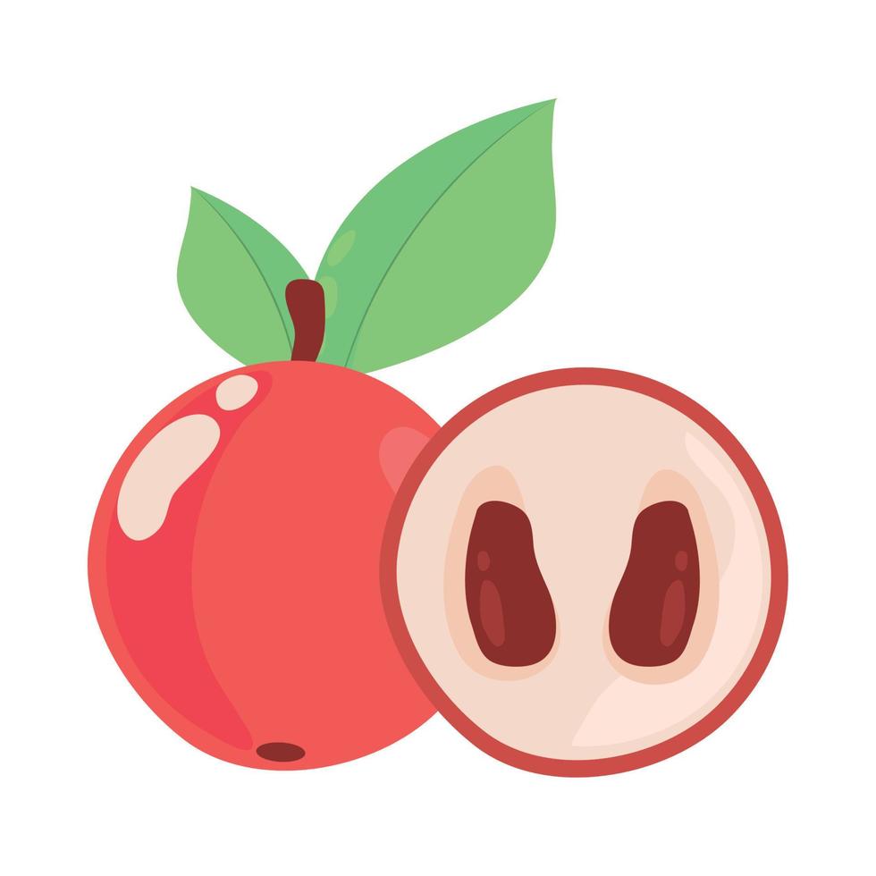 pomegranate fruit icon vector