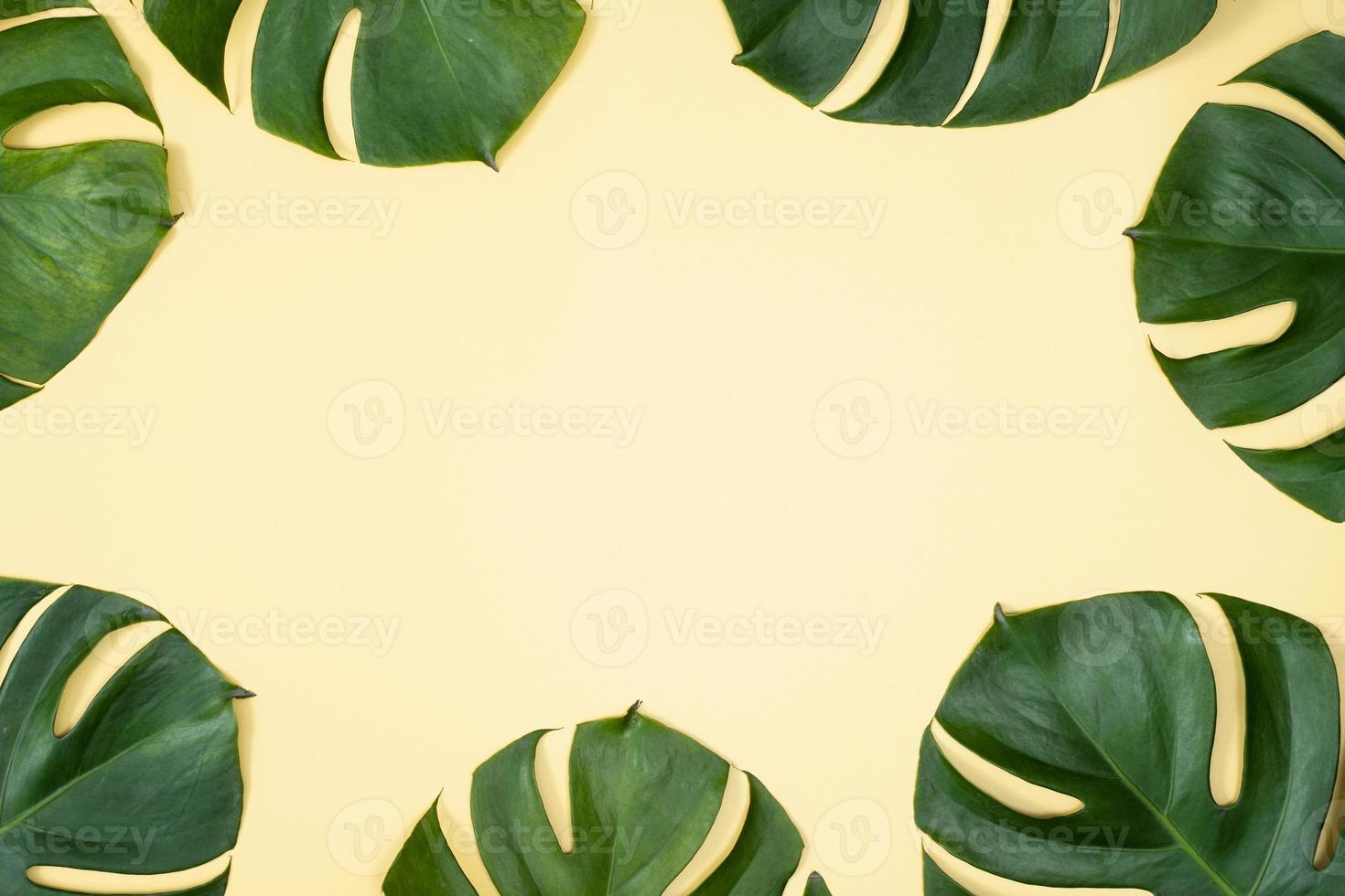 hermosa palma tropical hojas de monstera rama aislada sobre fondo amarillo pastel, vista superior, plano, encima del concepto de diseño en blanco de belleza de verano. foto