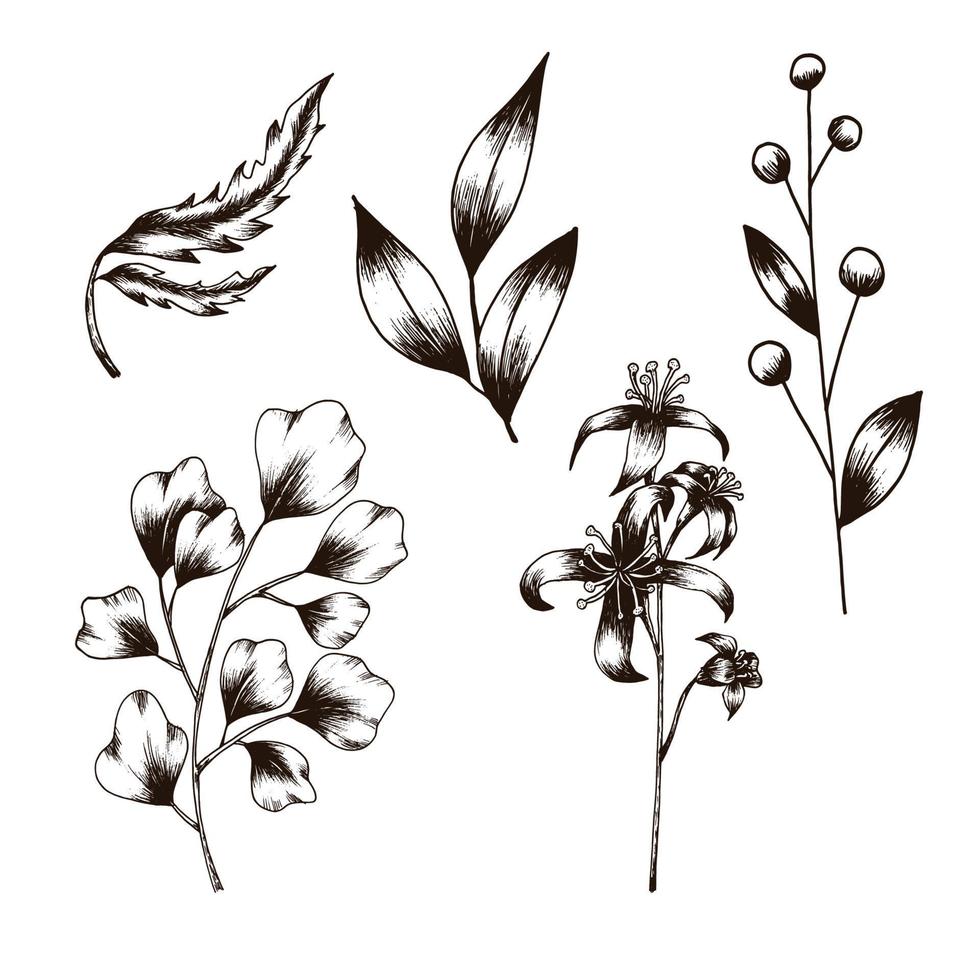 Botanical line art vector