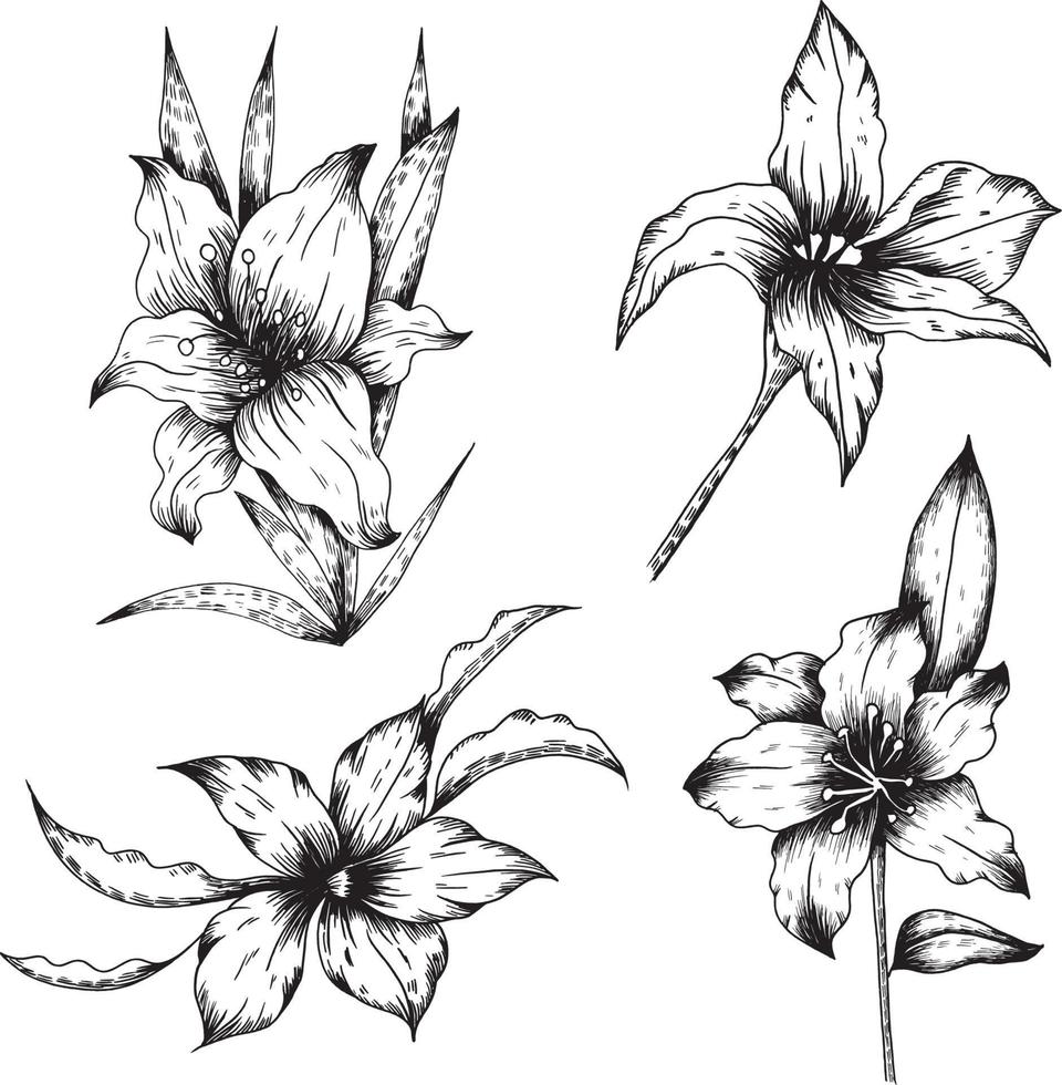 Botanical line art vector