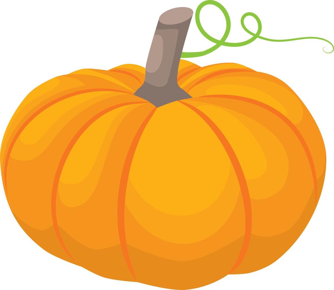 Orange pumpkin illustrations vector