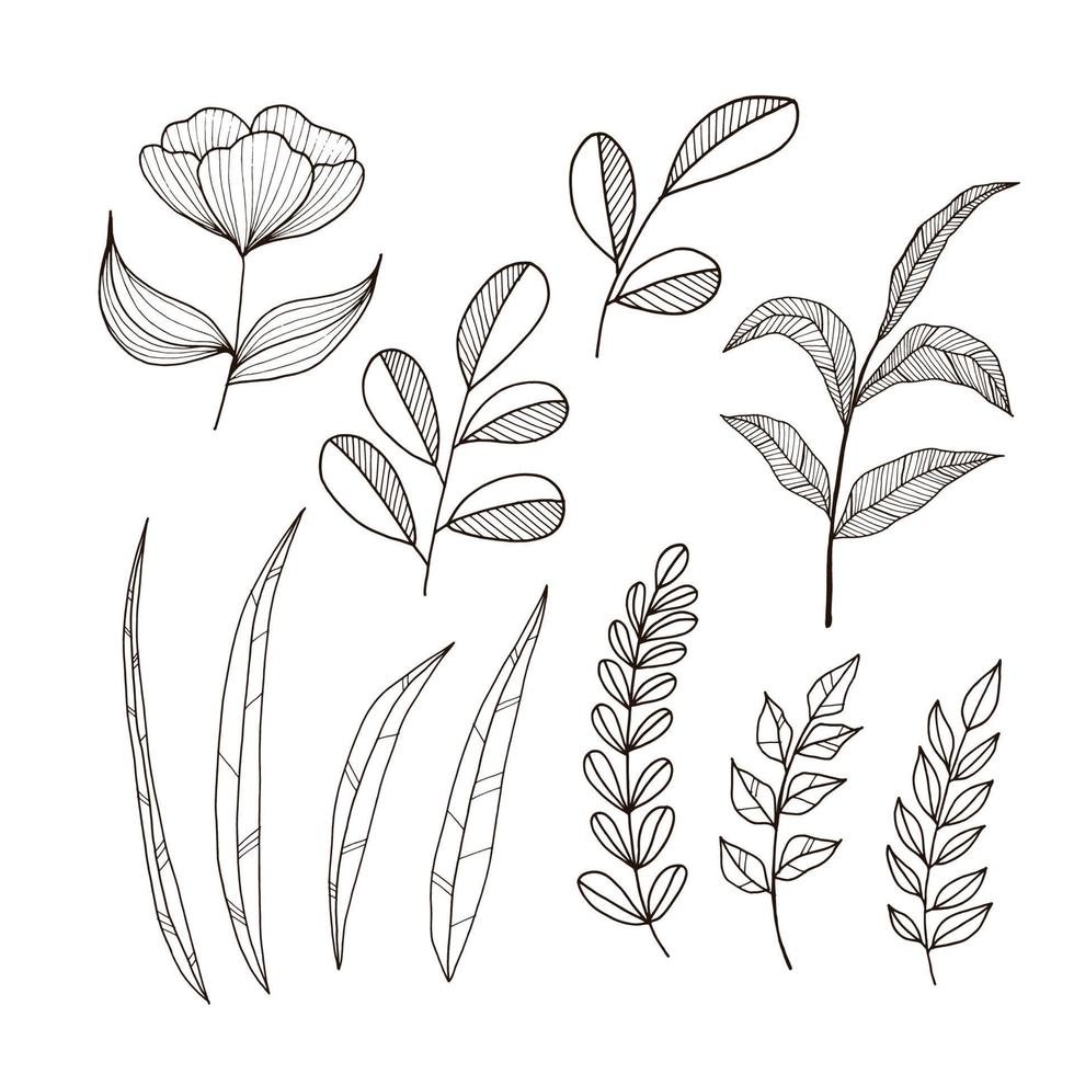 Botanical line art vector