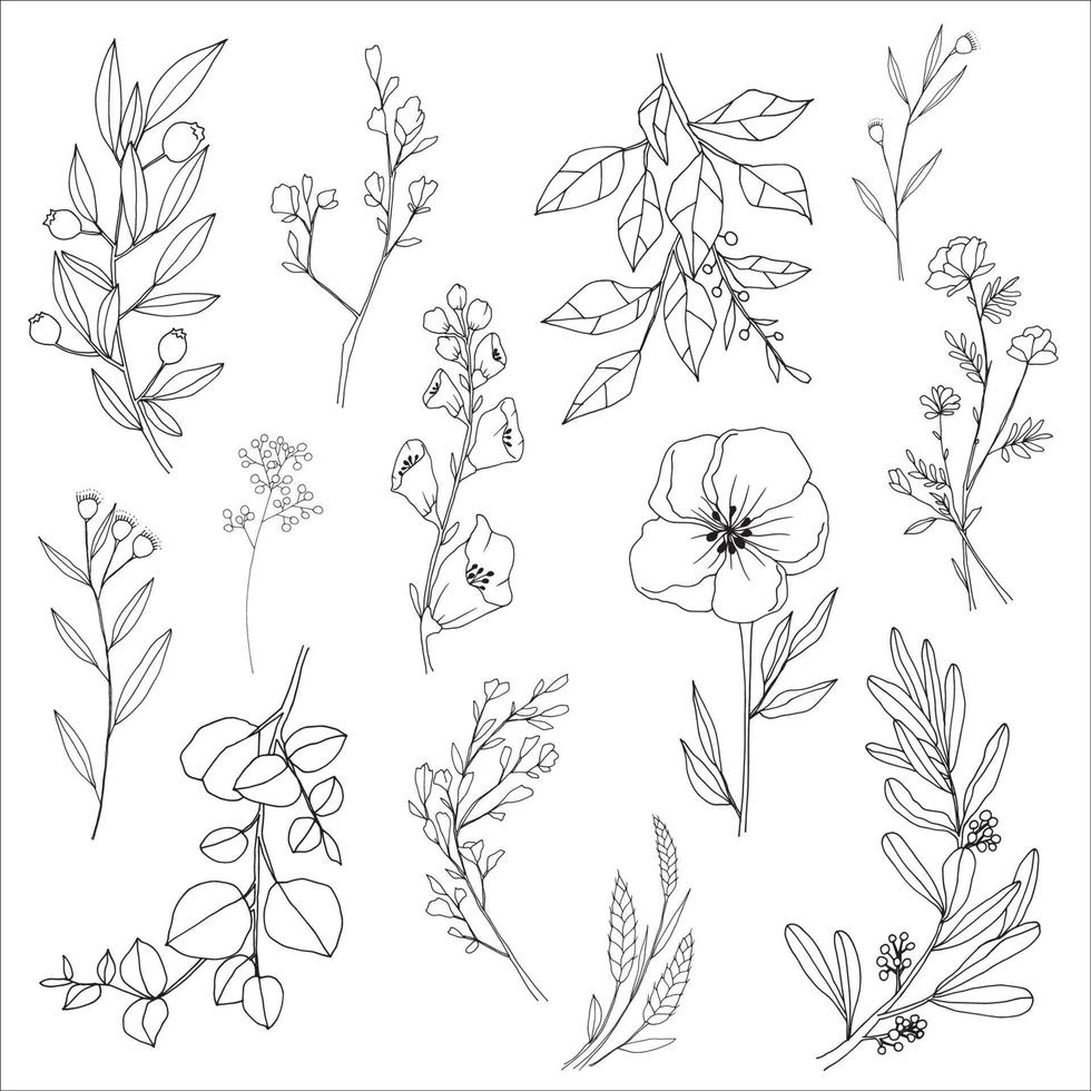 Botanical line art vector