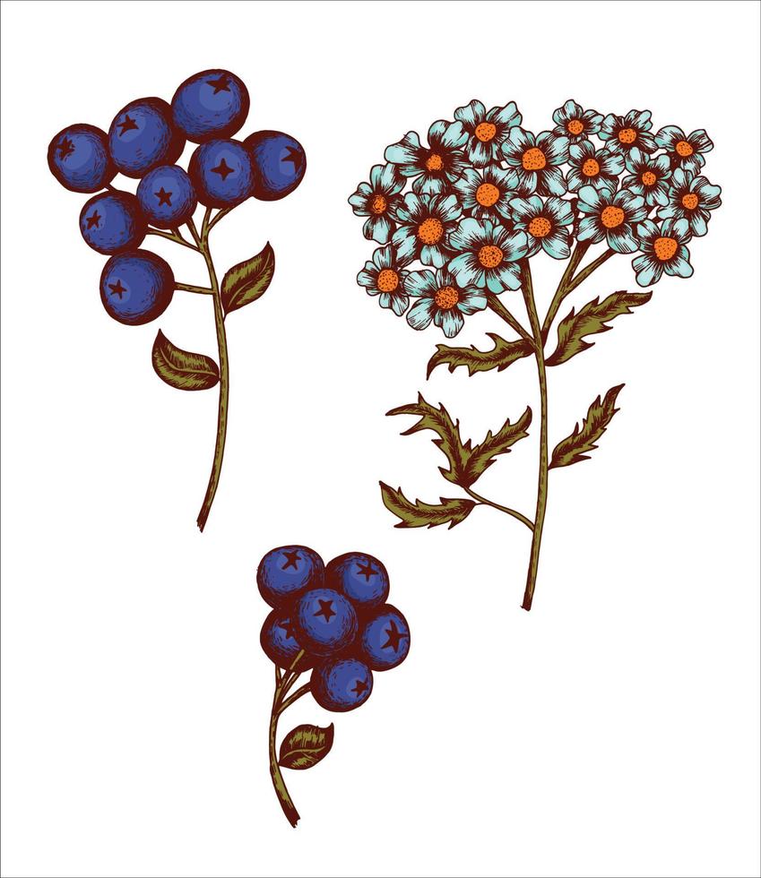 Sketch flower line art vector