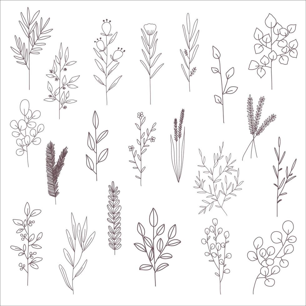 Botanical line art vector