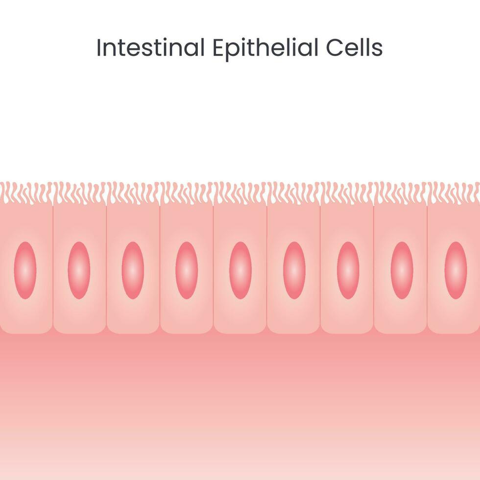 Intestinal Epithelial Cells 10803609 Vector Art At Vecteezy