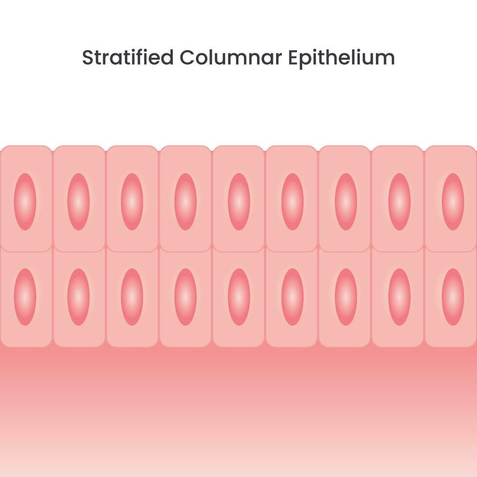 epitelio columnar estratificado vector
