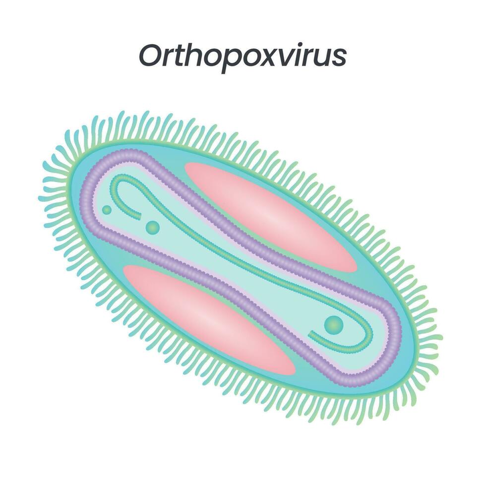 ilustración vectorial aislada de ortopoxvirus vector