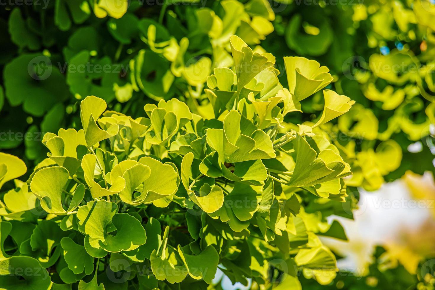 Fresh bright green leaves of ginkgo biloba. Natural foliage texture background. Branches of a ginkgo tree in the botanical garden in Nitra in Slovakia. photo