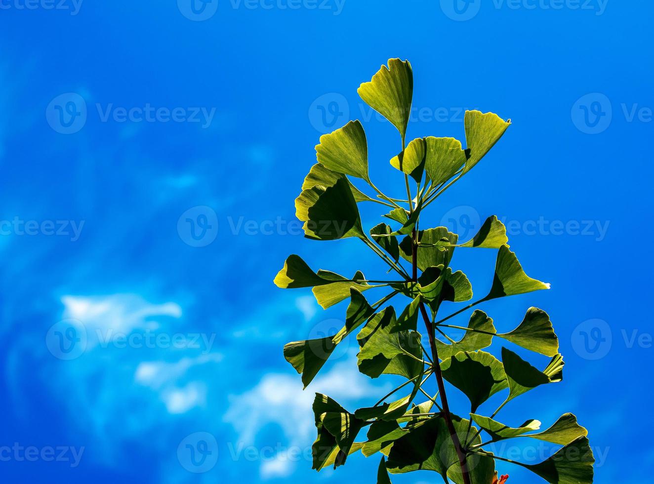 Fresh bright green leaves of ginkgo biloba. Natural foliage texture background. Branches of a ginkgo tree in the botanical garden in Nitra in Slovakia. photo
