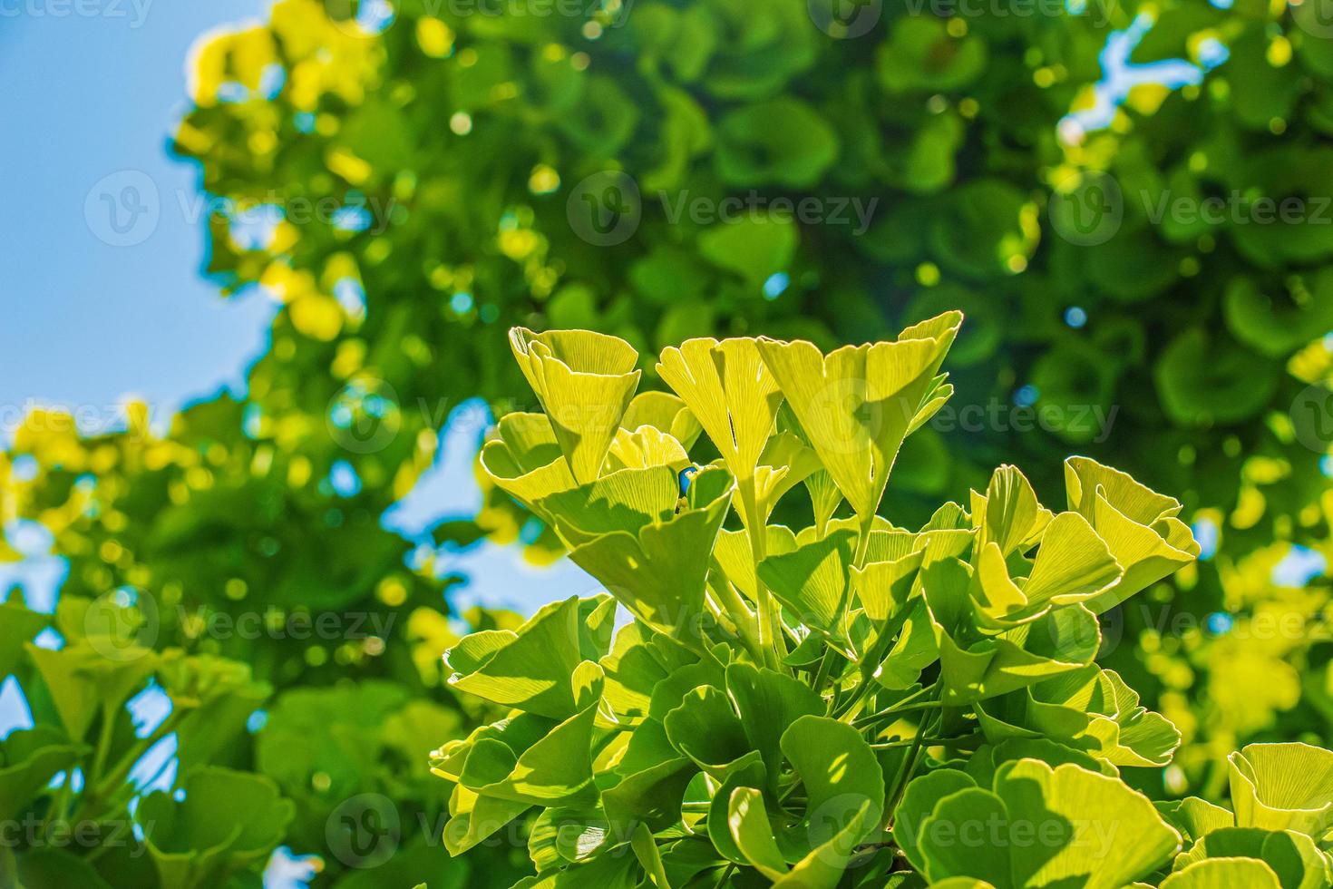 Fresh bright green leaves of ginkgo biloba. Natural foliage texture background. Branches of a ginkgo tree in the botanical garden in Nitra in Slovakia. photo