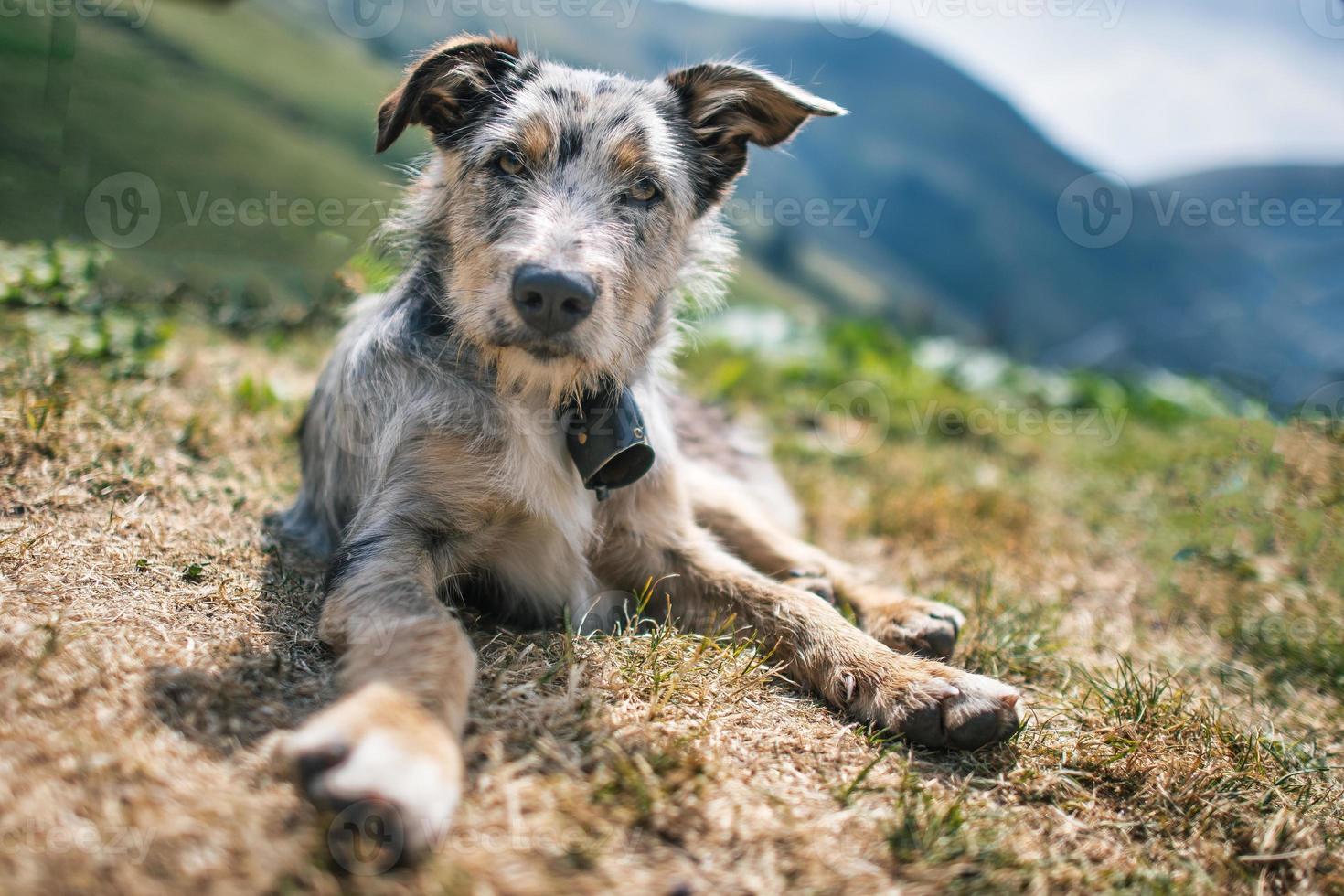 A mountain pasture sheepdog in the Italian Alps. photo