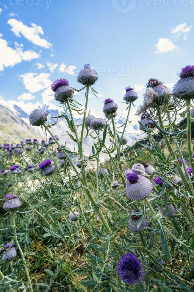 Wild thistle flower in the mountains photo