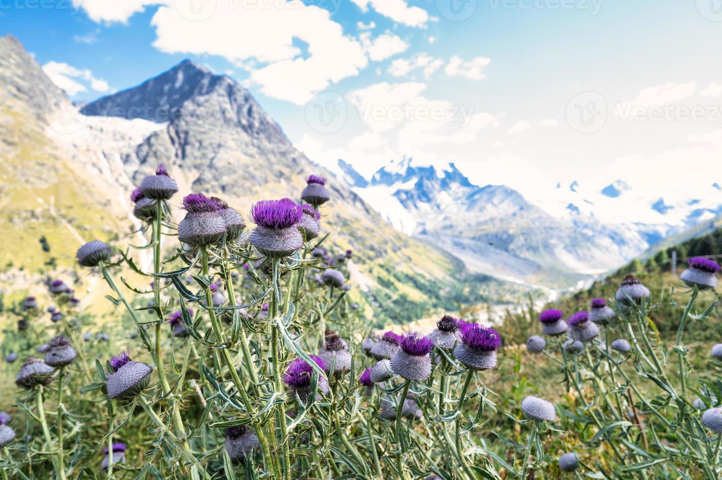 Wild thistle flowers in the high mountains of the Swiss Alps photo