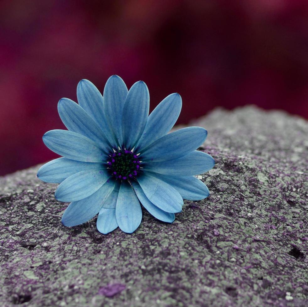 romantic blue flower in the garden in springtime photo
