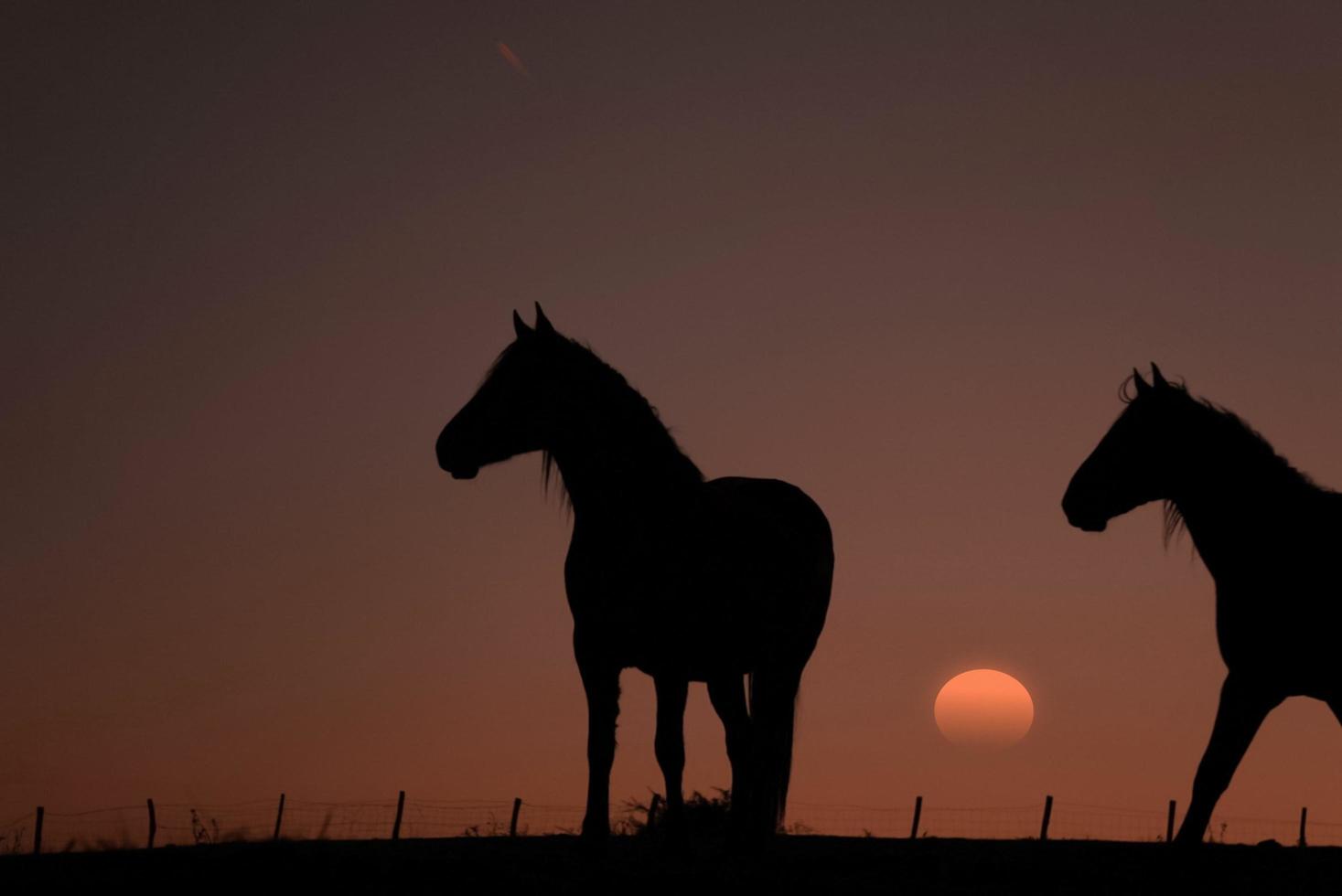 horse silhouette with a beautiful sunset background photo