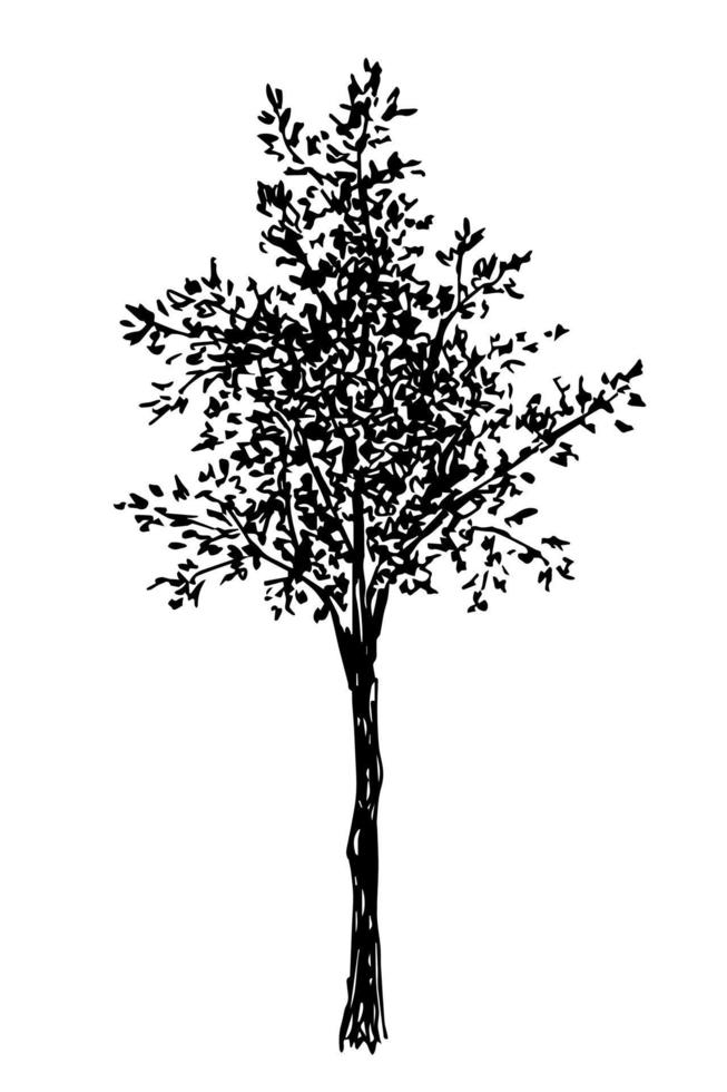 Hand-drawn vector ink drawing in engraving style. The black silhouette of a deciduous tree is isolated on a white background. Element of nature, forest.