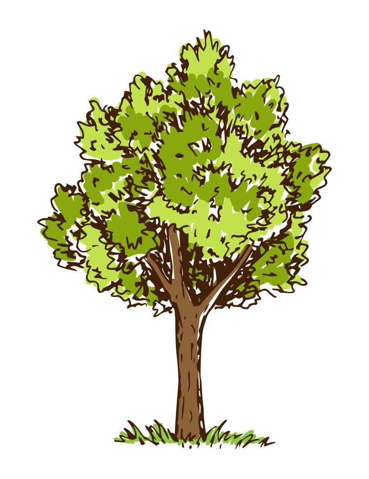 Simple color vector drawing. Deciduous tree isolated on white