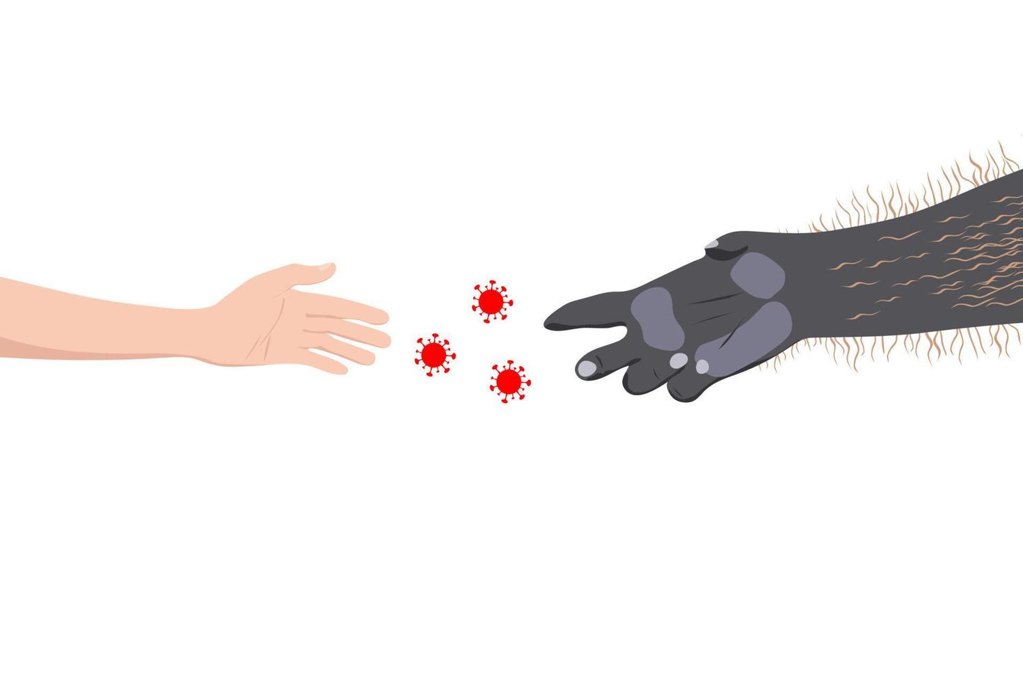 transmission of the monkeypox virus from apes to humans vector