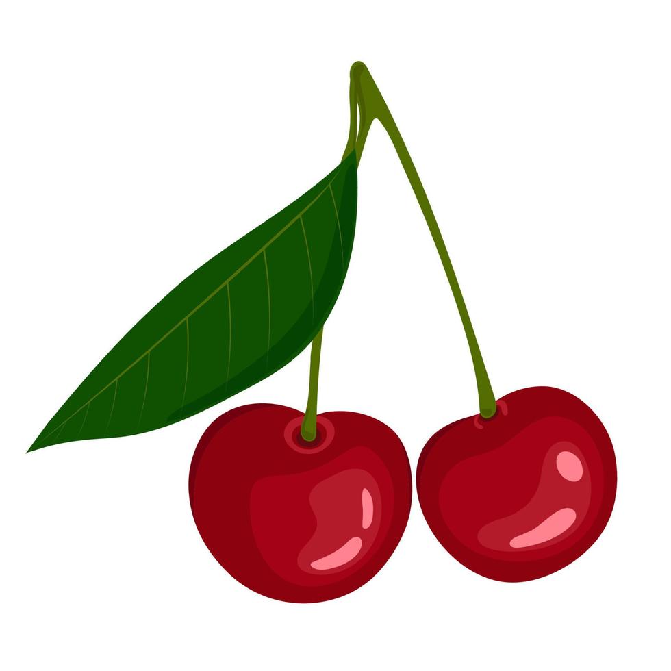two red berry cherry with leaf. Isolated fruit on white background. Vector illustration