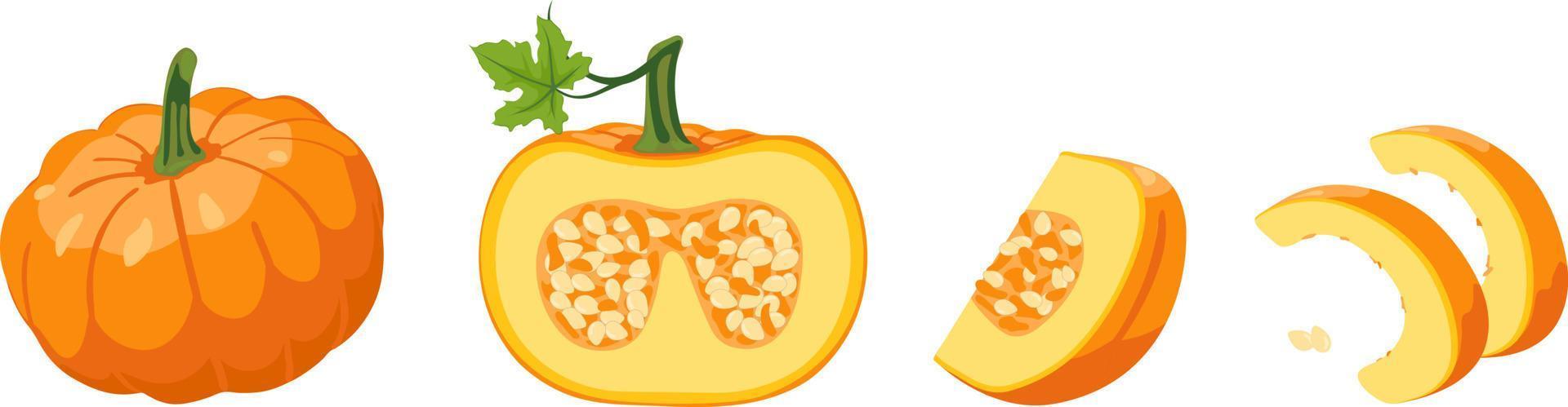 Vector set of orange pumpkins isolated on a white horizontal background