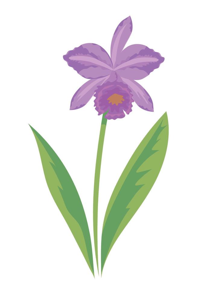 orchid flower icon vector