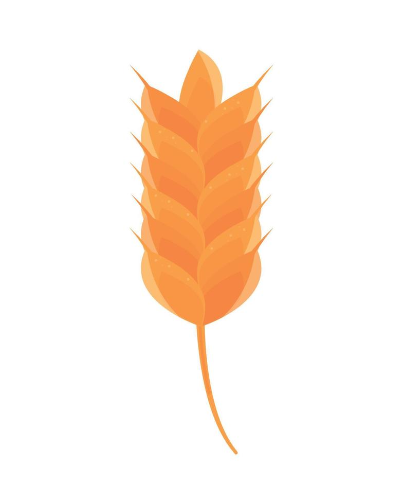 ears of barley vector