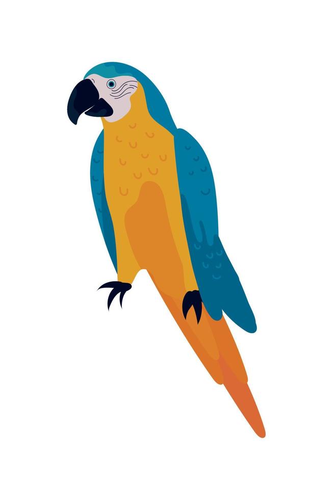 macaw bird icon vector